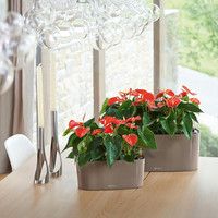 Умный вазон Lechuza Delta 10 2 л черный 15467