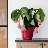 Умный вазон Lechuza Classico Premium LS 21 3,1 л черный 16029