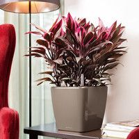 Умный вазон Lechuza Quadro Premium LS 28 8,5 л серый 16143