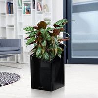 Фото Умный вазон Lechuza Cursivo Premium 30 12 л белый 16600