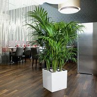 Умный вазон Lechuza Cube Premium 40 31 л белый 16360