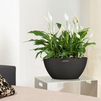 Умный вазон Lechuza Cubeto Color 40 11,5 л бежевый 13841