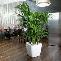 Умный вазон Lechuza Quadro Premium LS 43 31,9 л серый 16183