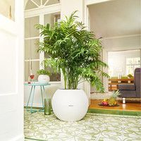 Умный вазон Lechuza Puro Color 50 13 л белый 13340