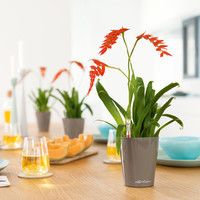 Умный вазон Lechuza Mini-Deltini 0,4 л красный 14960