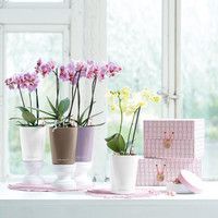 Умный вазон Lechuza Mini-Deltini 0,4 л красный 14960