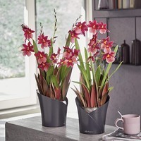 Кашпо для орхидей Lechuza Orchidea 20 серый матовый 13961