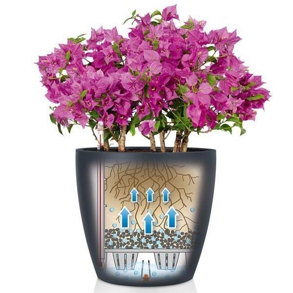 Вазон Lechuza CLASSICO Color 18 мускатный 13262