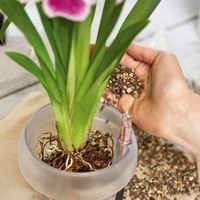 Стабильный неорганический субстрат Lechuza Orchidpon для орхидей 3 л 19580