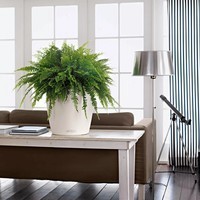 Умный вазон Lechuza Classico Color 70 26,5 л белый 13420