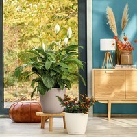 Умный вазон Lechuza Classico Color 70 26,5 л песочно-коричневый 13423