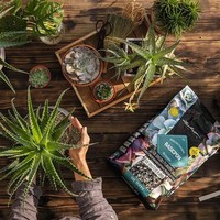 Субстрат Lechuza Basic PON 20 л 19554